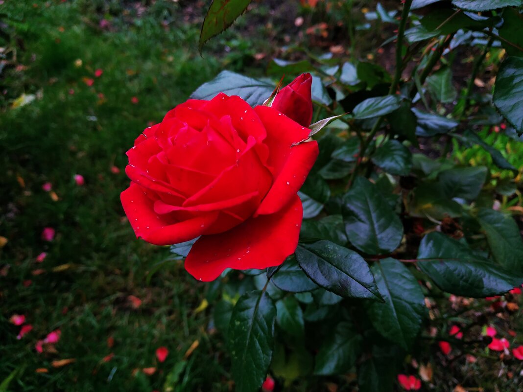Цветы соседнего двора в октябре - Андрей Лукьянов