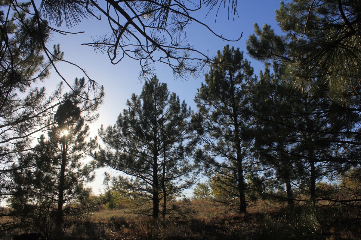 Сосновый бор - Оксана Новик 