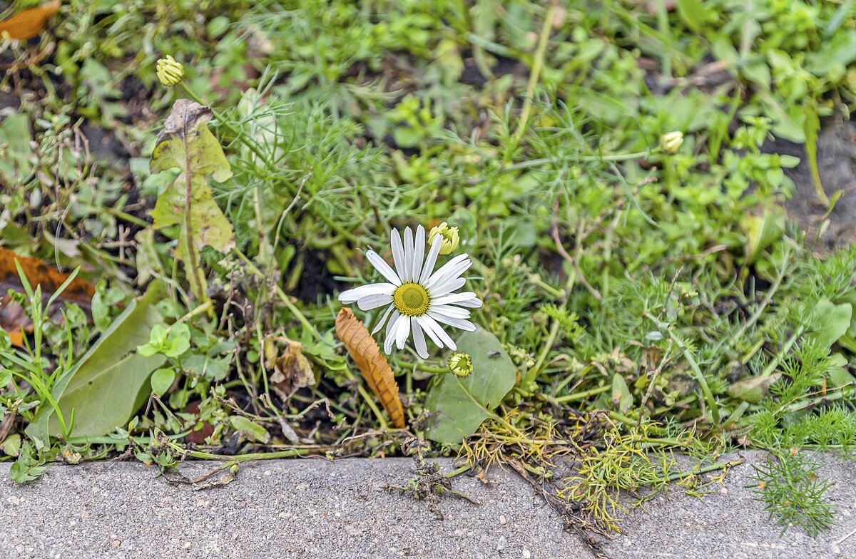 Ещё живая - Валерий Иванович