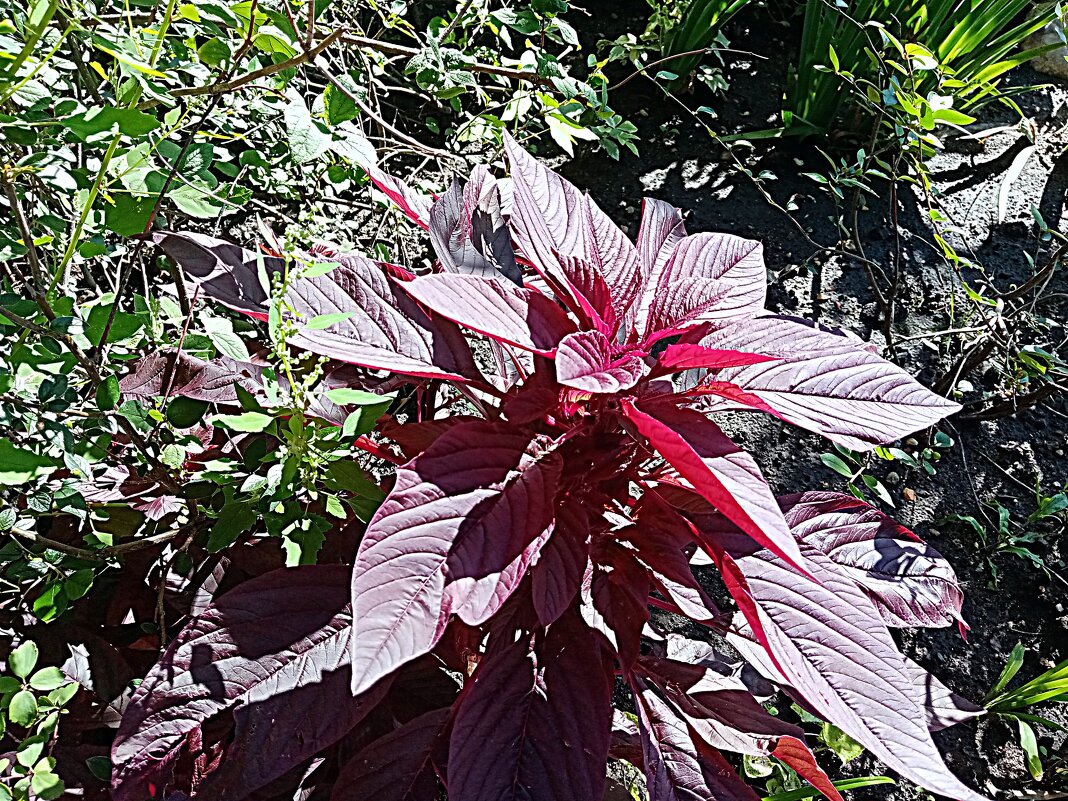 Цветы. - Владимир Драгунский Цветы. - Владимир Драгунский