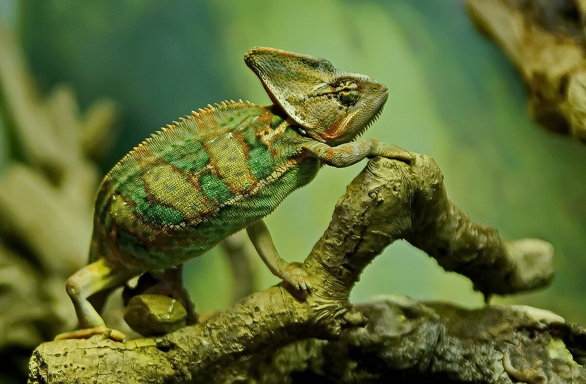 " Сафари парк "  Геленджик... - Николай Саржанов