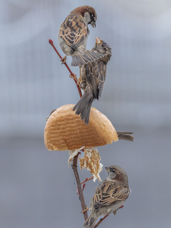 из жизни воробьев . - юрий макаров