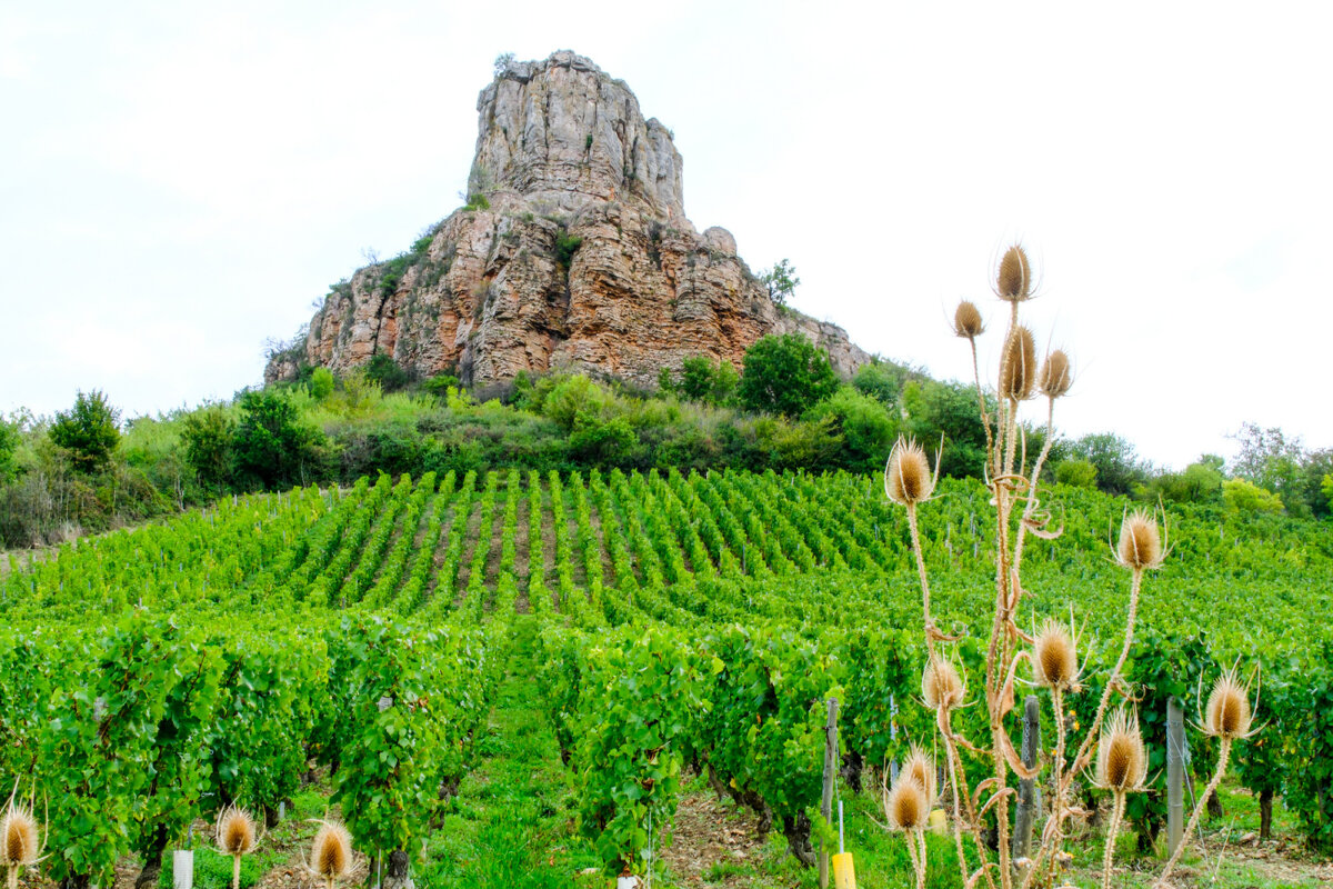 Рош де Содютре окружена виноградниками - Георгий А