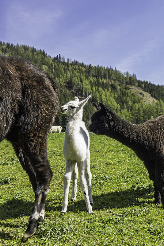 Альпака - Игорь Сикорский Альпака - Игорь Сикорский