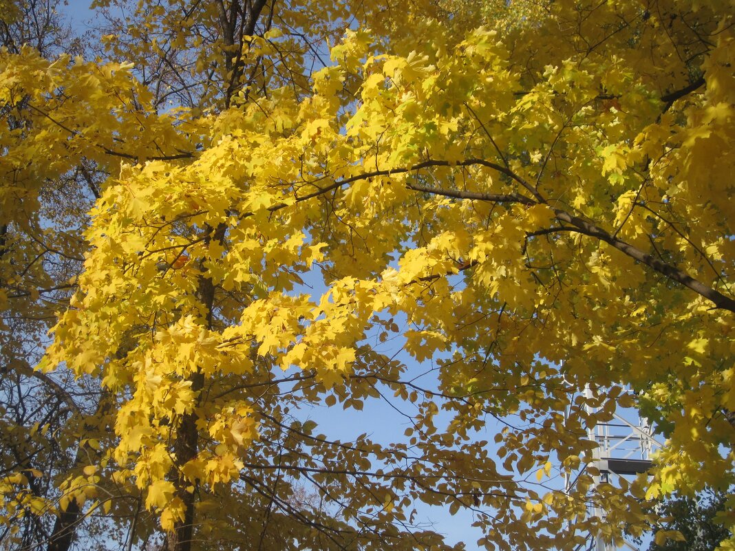 Осеннее - Елена Семигина