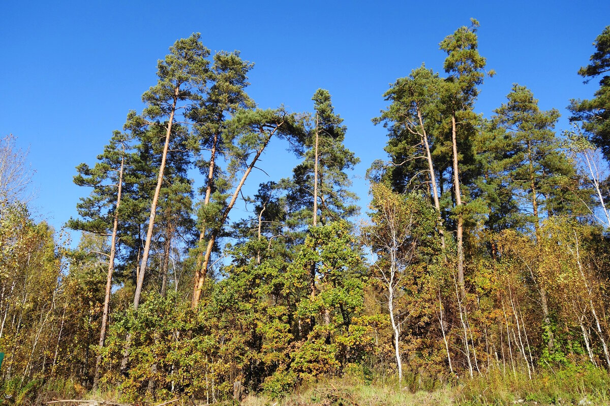 Опушка леса - Рита Симонова