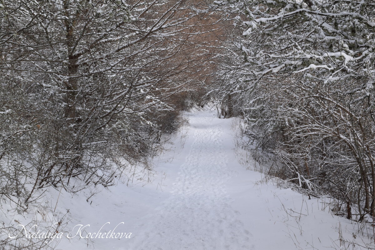 Природа Крыма - Amazing Cosmea