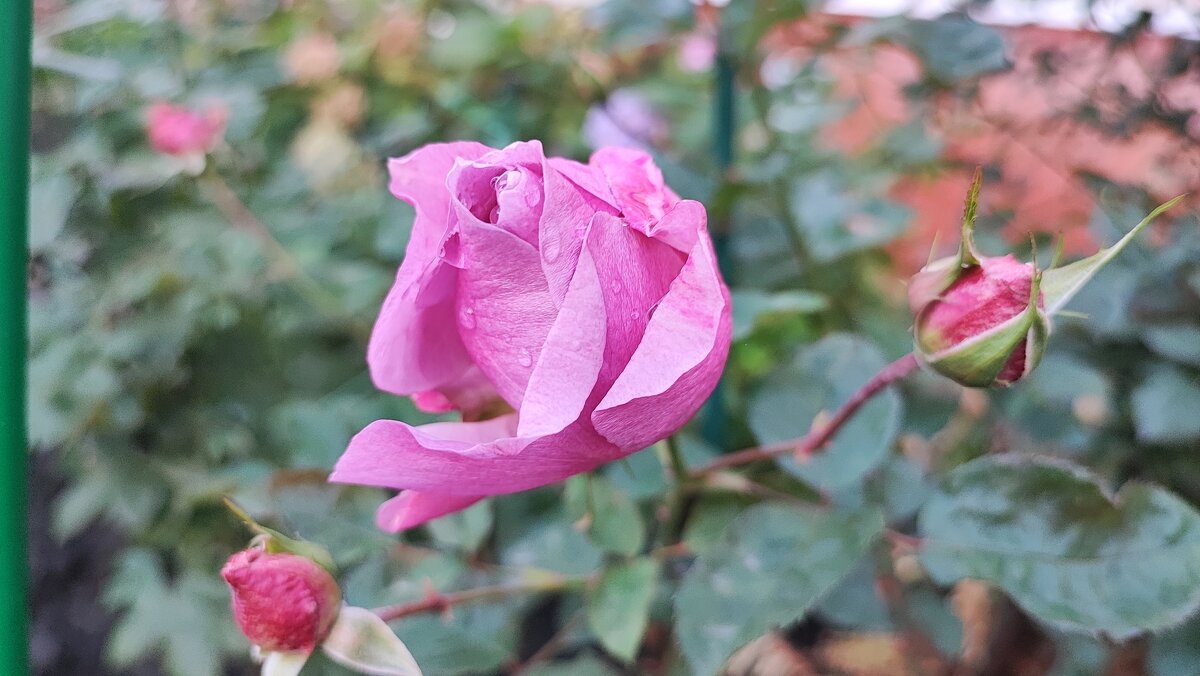 ,,, - Сергей Тимоновский