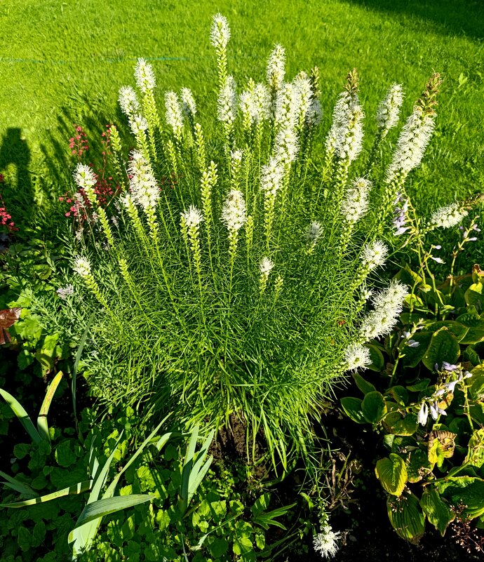 дачное - tatiana дачное - tatiana