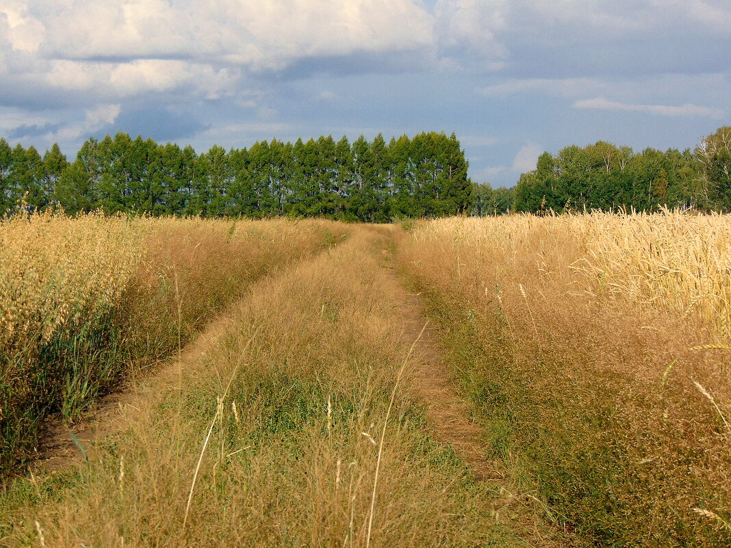 Хлеба направо,хлеба налево.... - nadyasilyuk Вознюк
