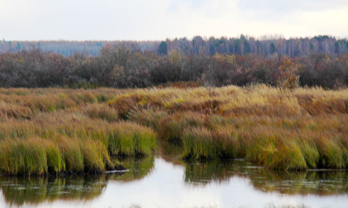 Шумел камыш - Сергей Никифоров