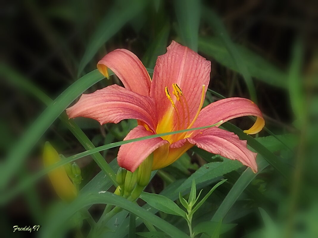 Лилейник - Freddy 97 Лилейник - Freddy 97