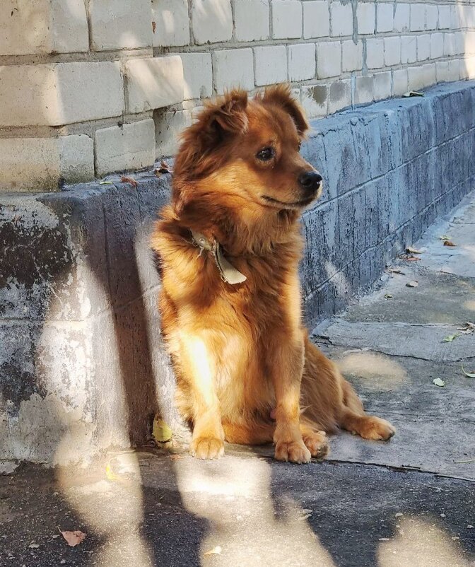 Дружок всё контролирует :) - Наталья 