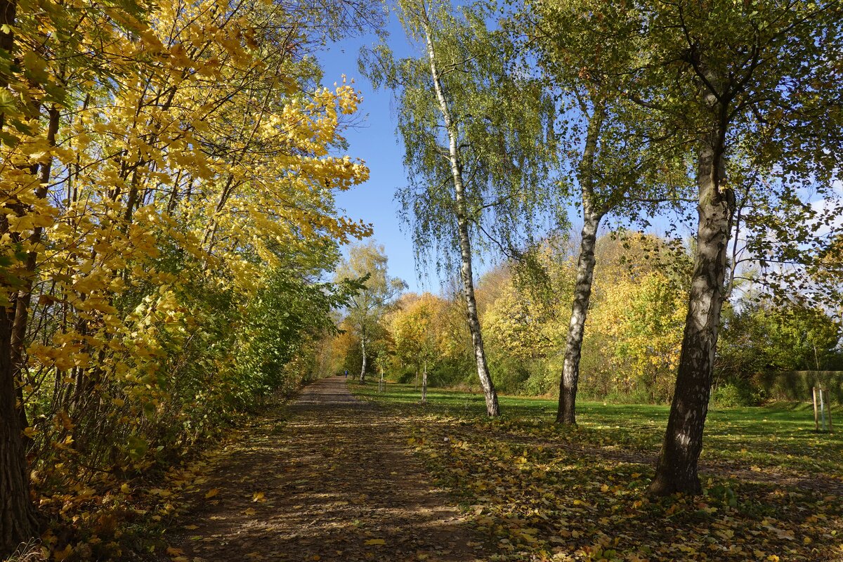 В старом парке царствовала осень, Красила деревья и кусты.... - Галина 