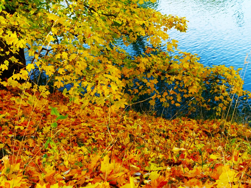 Этюд с листопадом - Aida10 