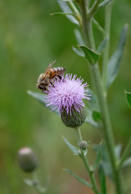 Пчела. - Александр. AVG100 ---