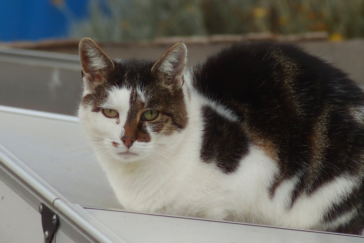 Про Мурку - Юрий. Шмаков