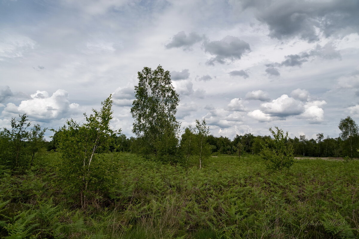 Берёзы и папоротник... - Николай Гирш