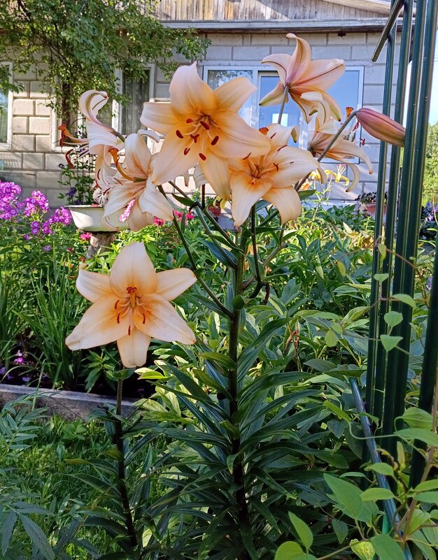 Лилии. - Ирина ***