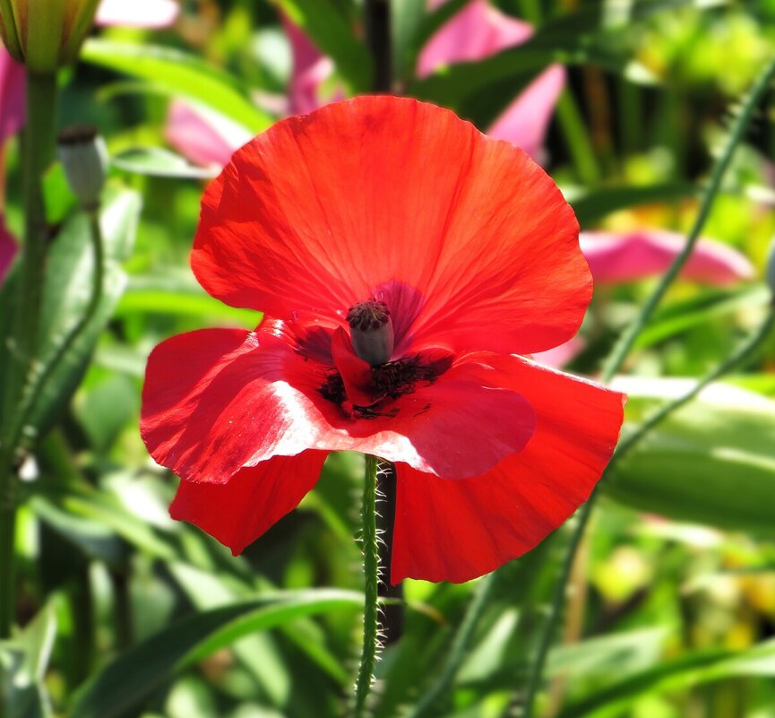 Аленький цветочек - Лариса С. Аленький цветочек - Лариса С.