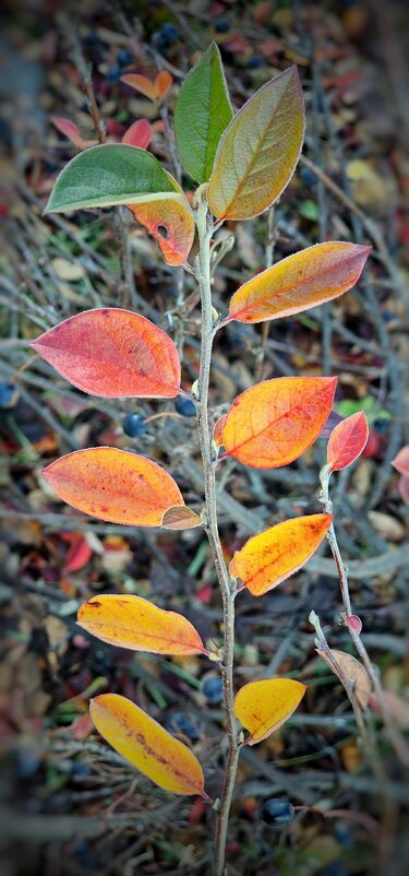 Краски осени. - Михаил Свиденцов