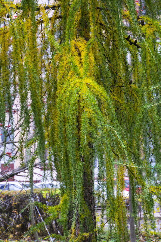 Осень в Москве - marmorozov Морозова