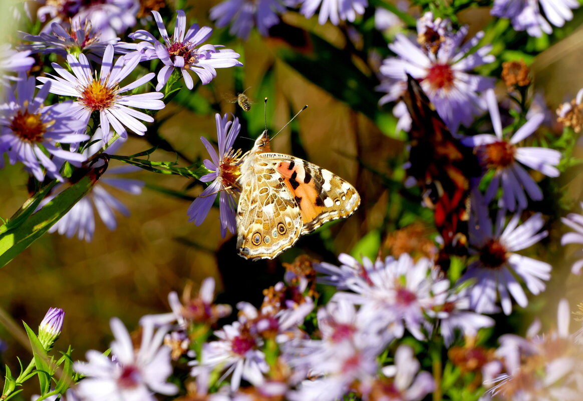 опять бабочки 1 - Александр Прокудин опять бабочки 1 - Александр Прокудин