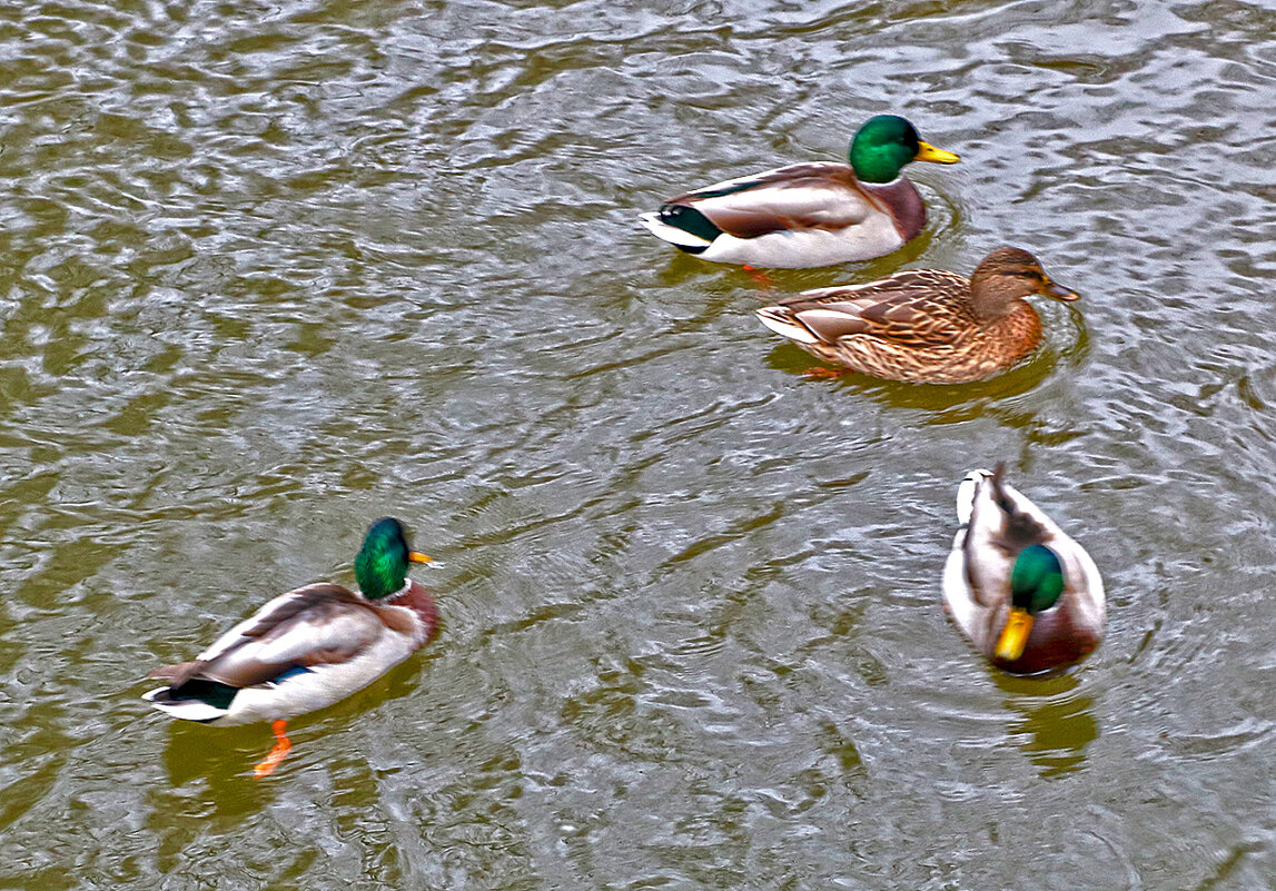 Уточки на речке Песочной - Светлана 