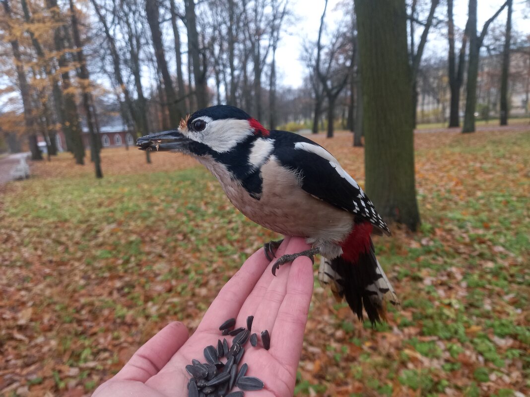 Дятел - Сапсан 