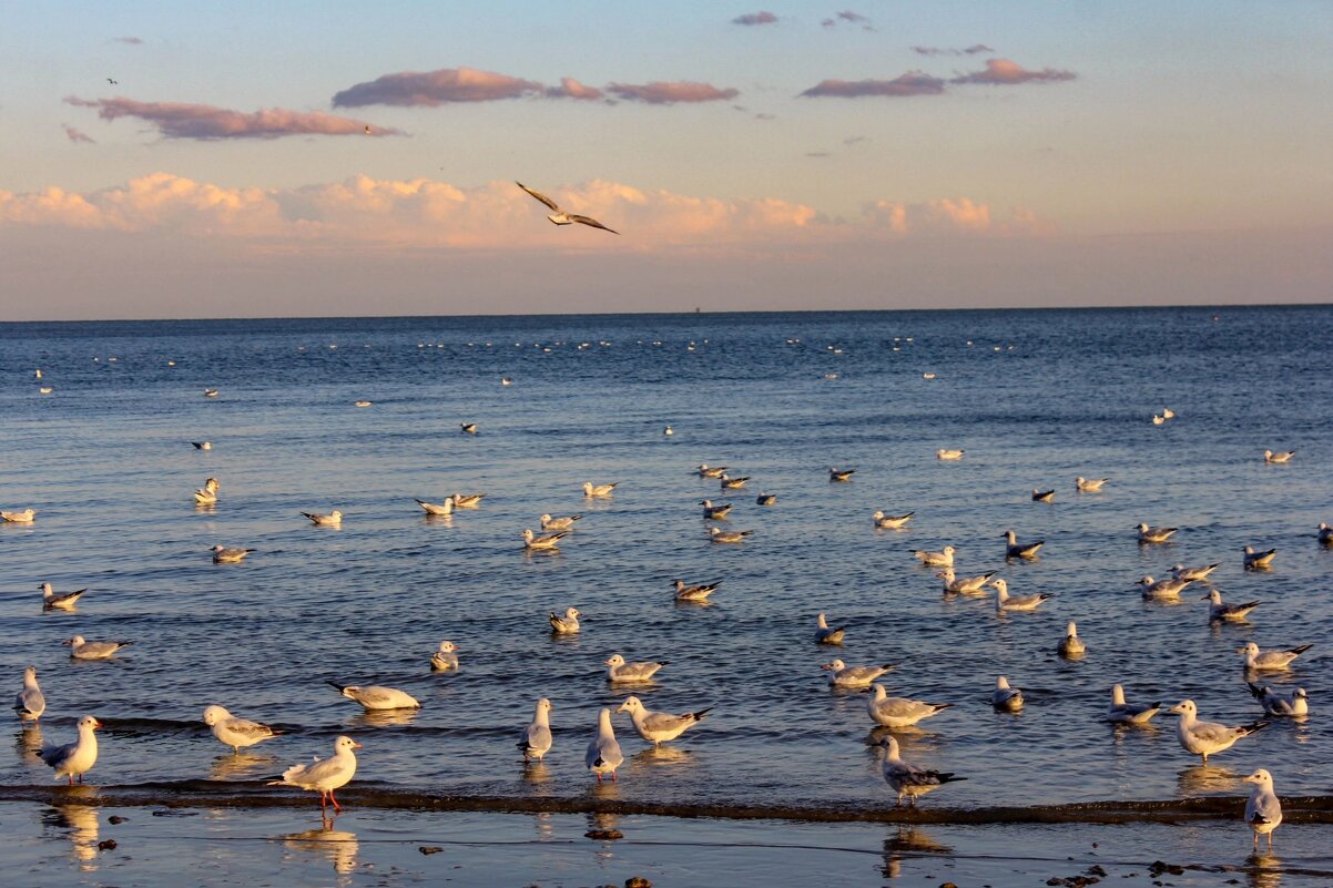 Чайки на закате - Оксана Новик 