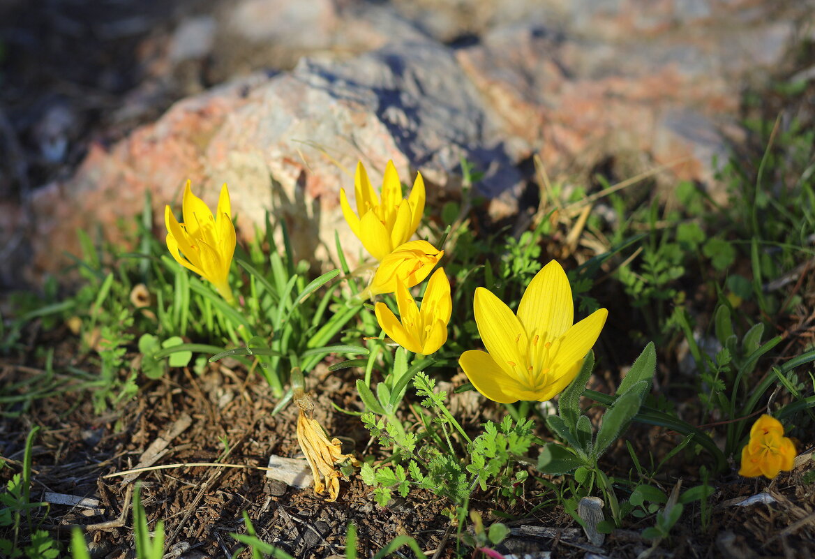 Крокус, или Шафран. Осенью цветет в Афинах. - Оля Богданович
