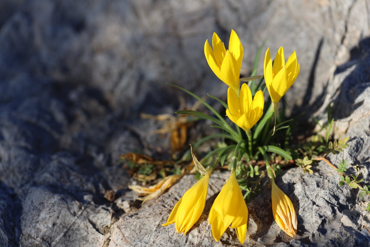 Крокус, или Шафран - Оля Богданович Крокус, или Шафран - Оля Богданович