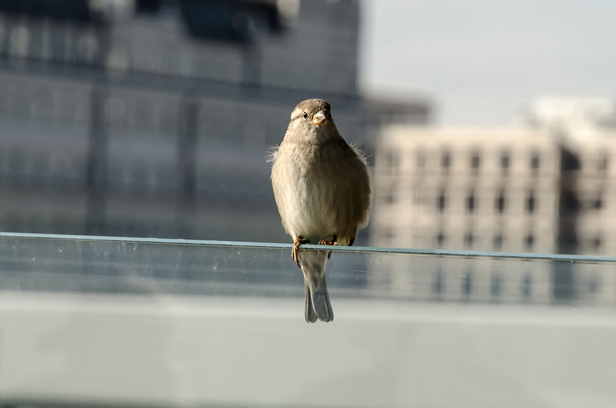 Воробьишка - Валерий Пославский