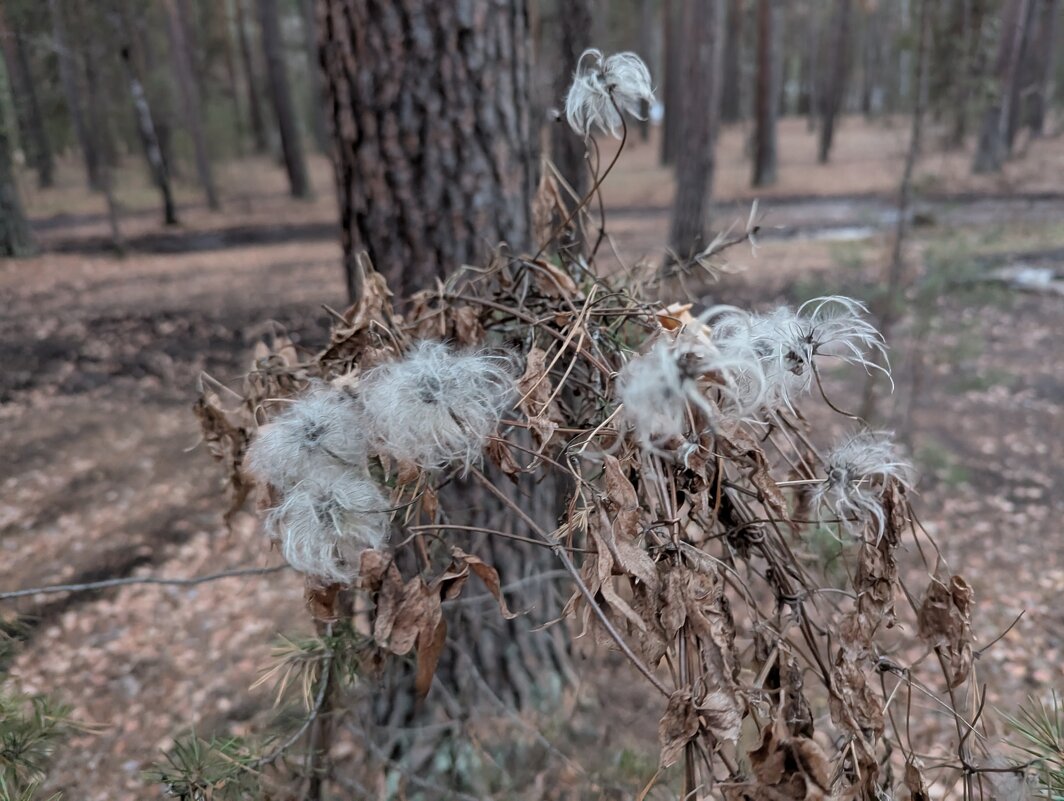 Октябрь в Каркаралах - Андрей Хлопонин