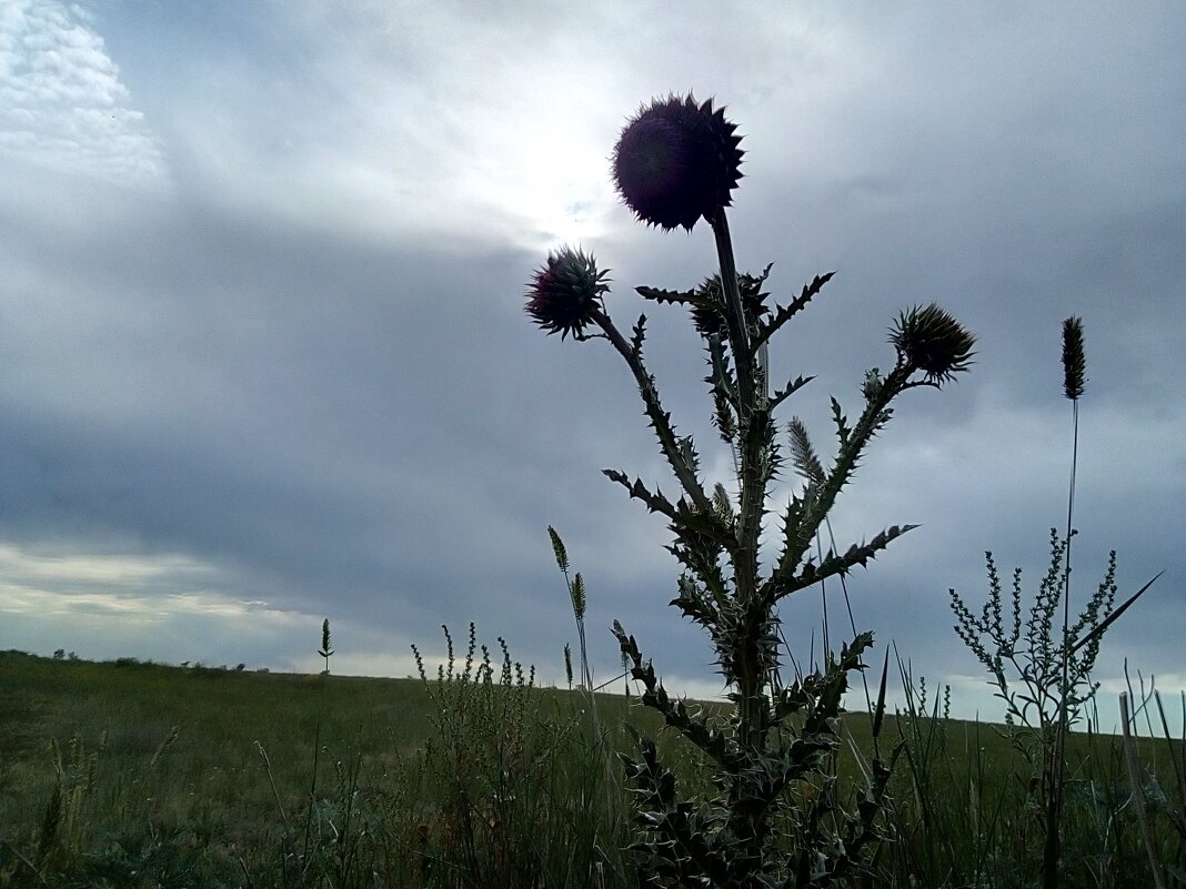 Вечерок - Георгиевич 