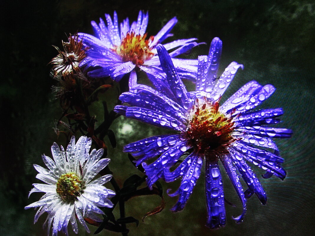 Умытые дождём - Людмила Смородинская