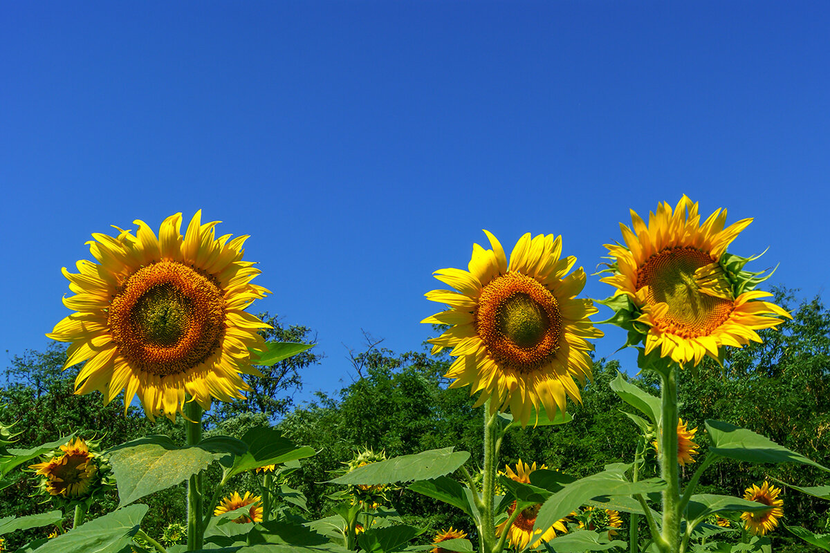 Подсолнухи - Игорь Сикорский Подсолнухи - Игорь Сикорский
