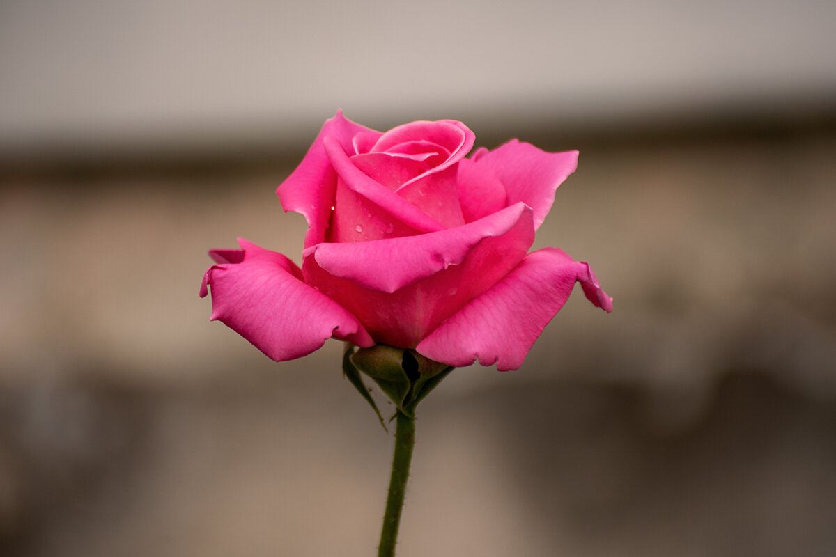 Роза - Игорь Сикорский