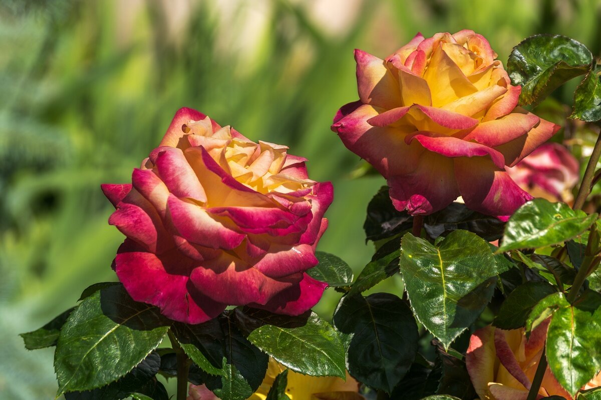 Розы - Игорь Сикорский Розы - Игорь Сикорский