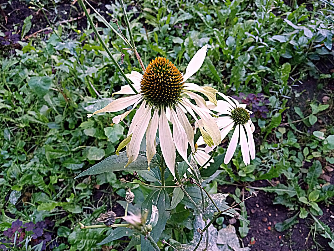 Цветы. - Владимир Драгунский