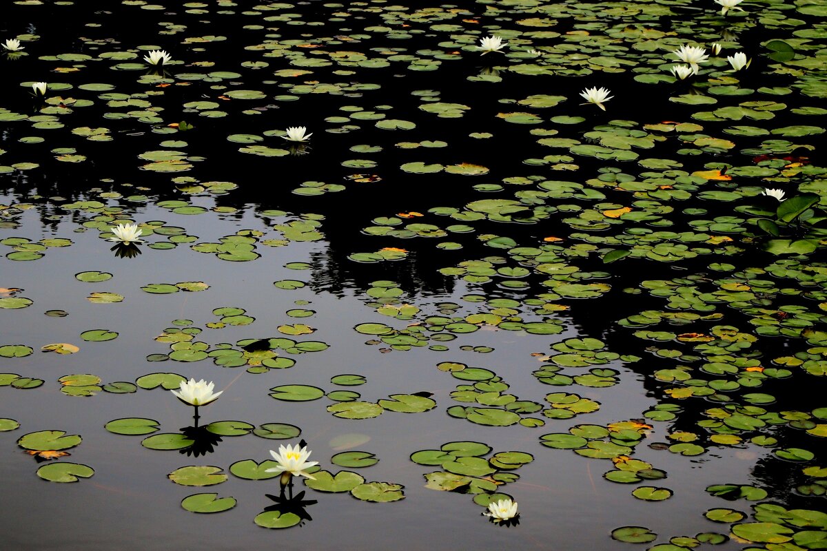 У природы нет плохой погоды - Юрий. Шмаков