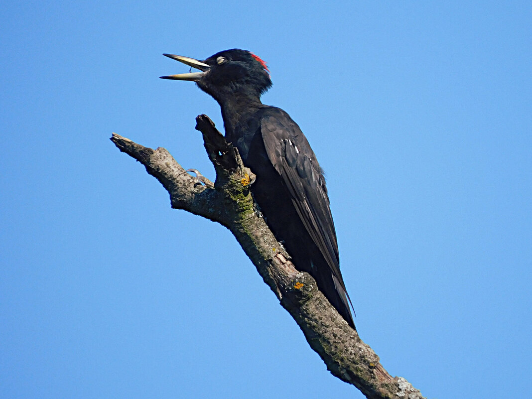 Желна - Лина 