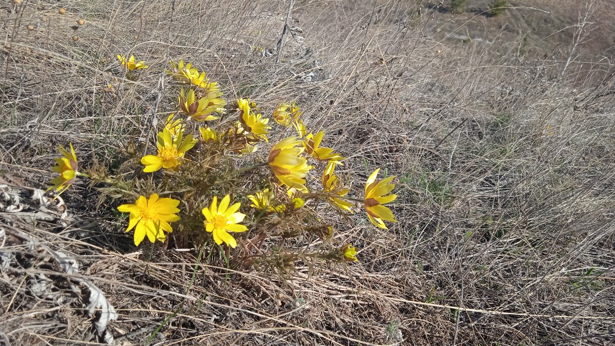 апрель - Елена Шаламова