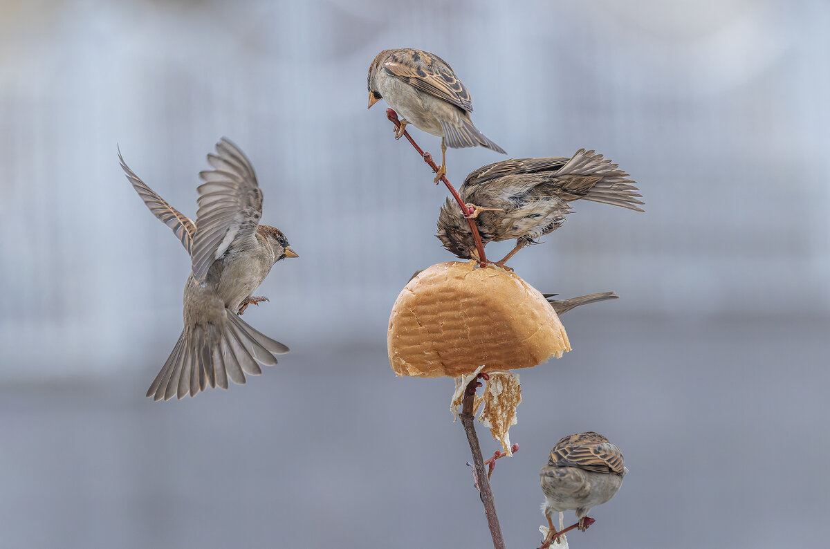 из жизни воробьев . - юрий макаров