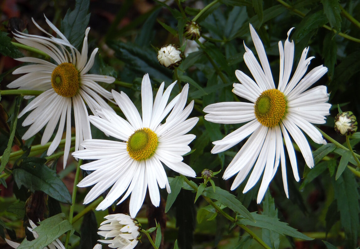 Ромашки. - nadyasilyuk Вознюк
