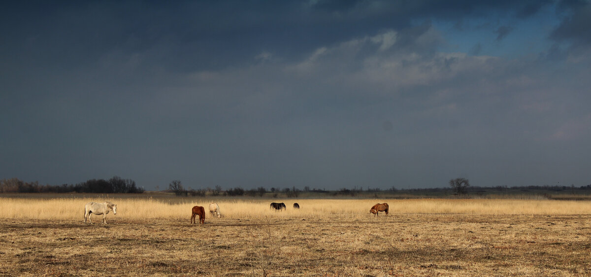 Степь. - Александр 