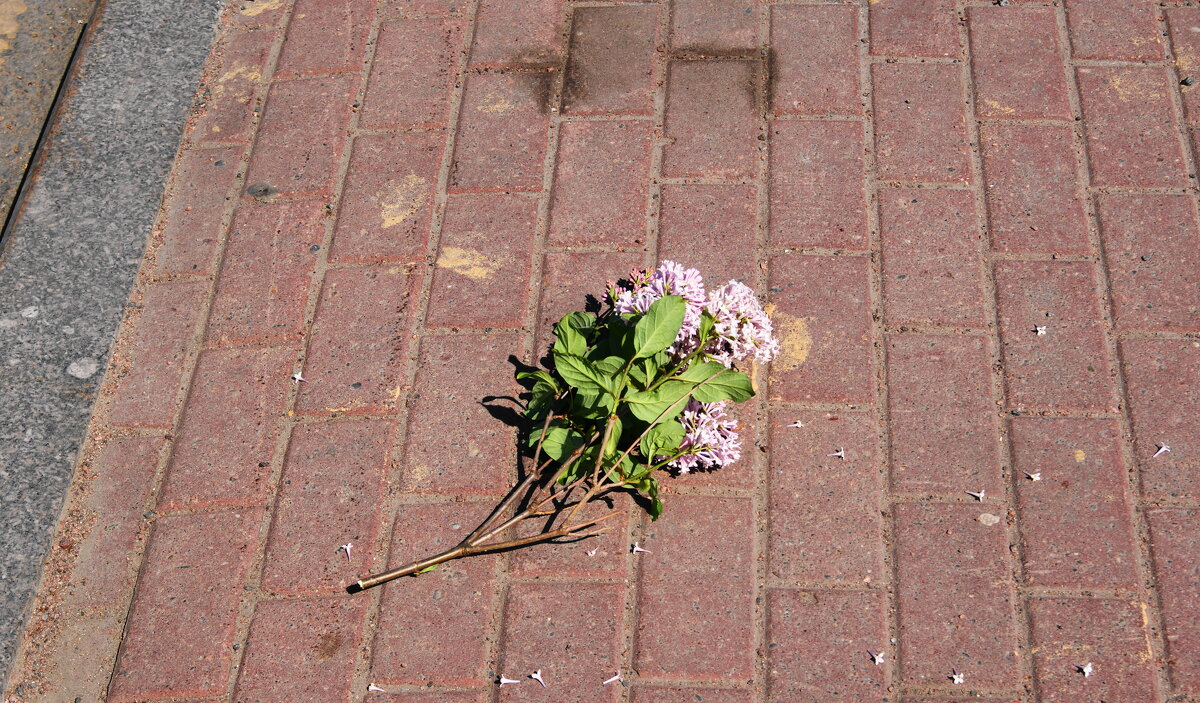 НЕ ПРИШЛА ( - Виктор Никитенко