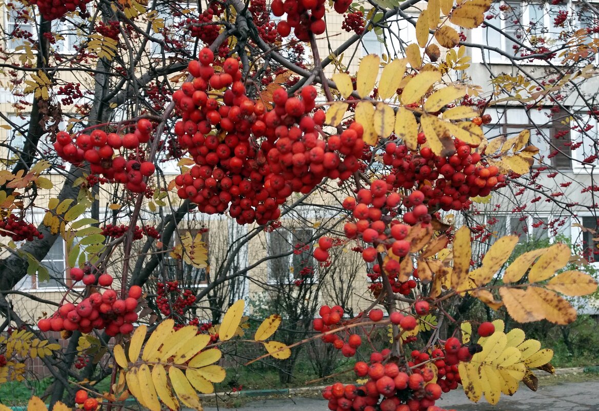 Очей очарованье - Galina Solovova