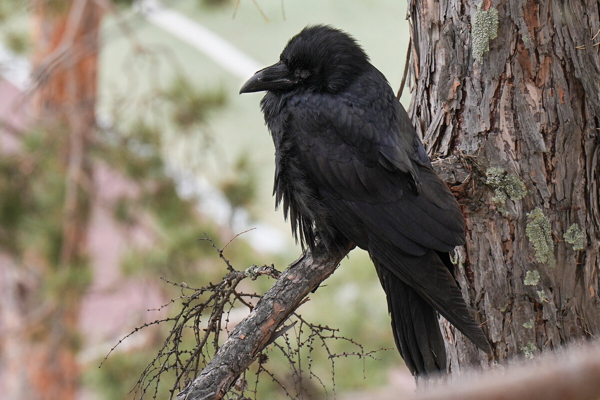 Старый ворон - Виктор Фельдшеров