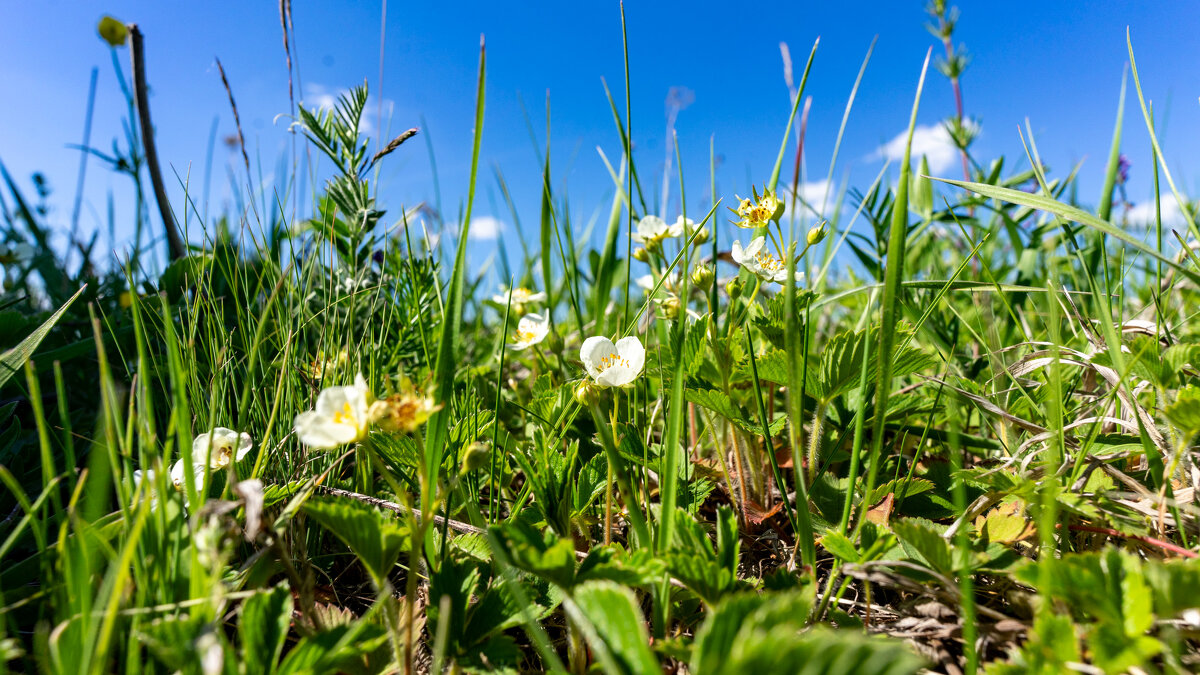 Возвращение в лето - Владимир Иванович